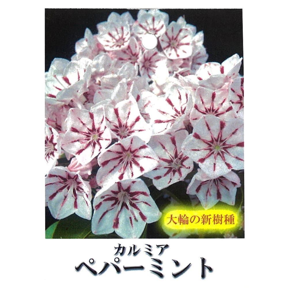カルミア ペパーミント 苗 販売 苗木部 By 花ひろばオンライン