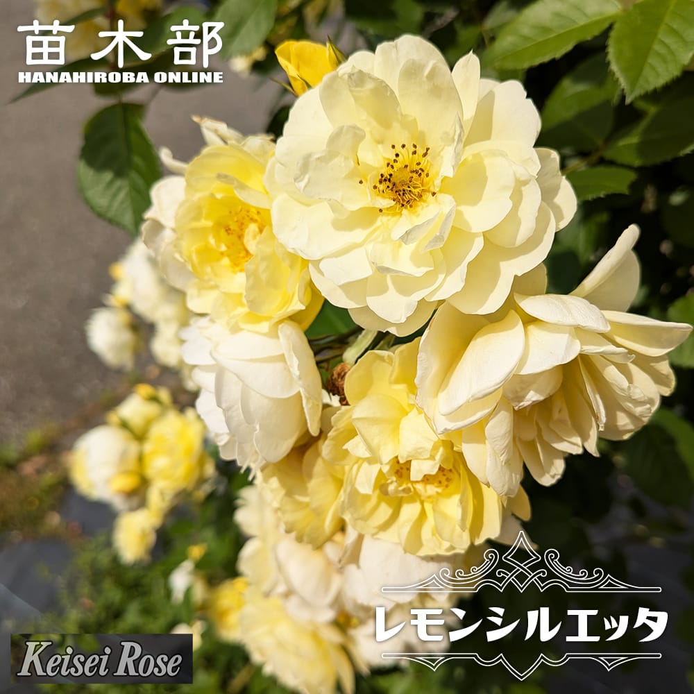 バラ レモンシルエッタ CL クライミング (つるバラ) 苗 販売 苗木部