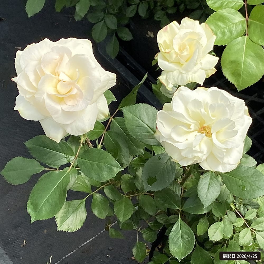 バラ マチルダ 6