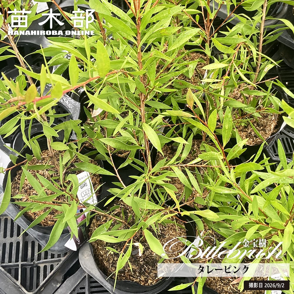 キンポウジュ タレーピンク 