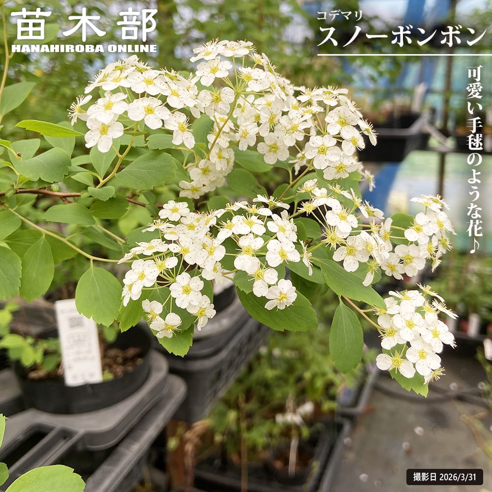 コデマリ スノーポンポン 