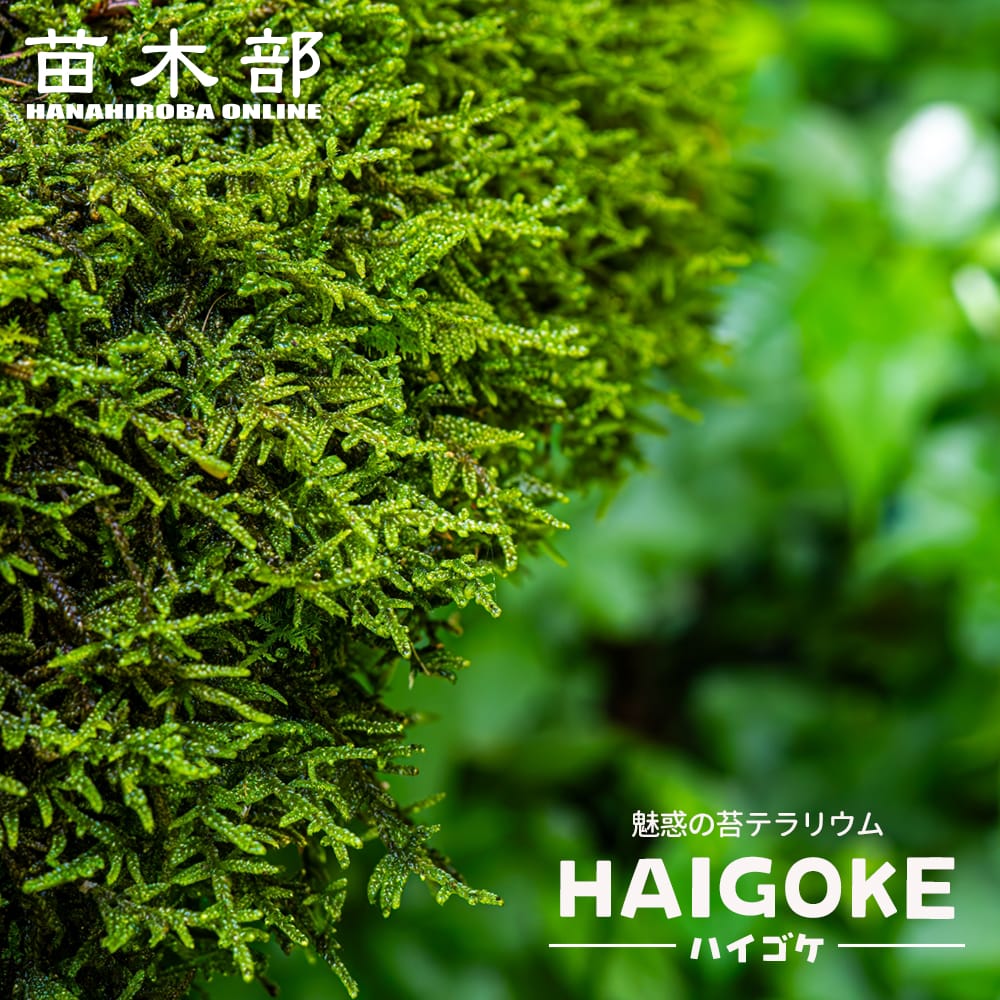 ハイゴケ 苗 販売 苗木部 By 花ひろばオンライン