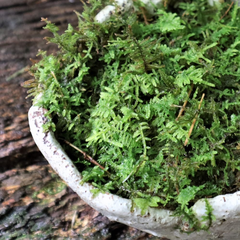 ハイゴケ 苗 販売 苗木部 By 花ひろばオンライン