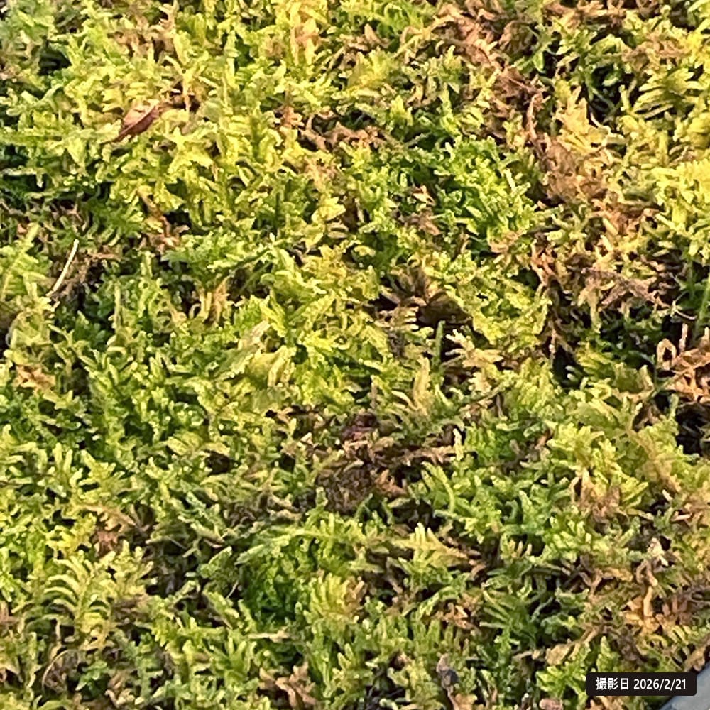 ハイゴケ 苗 販売 苗木部 By 花ひろばオンライン