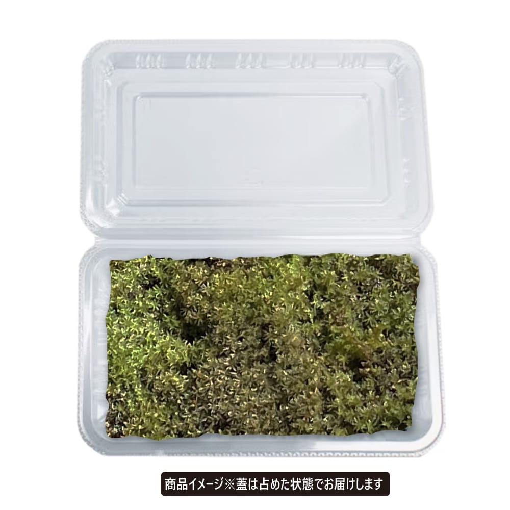 コケ スナゴケ 4
