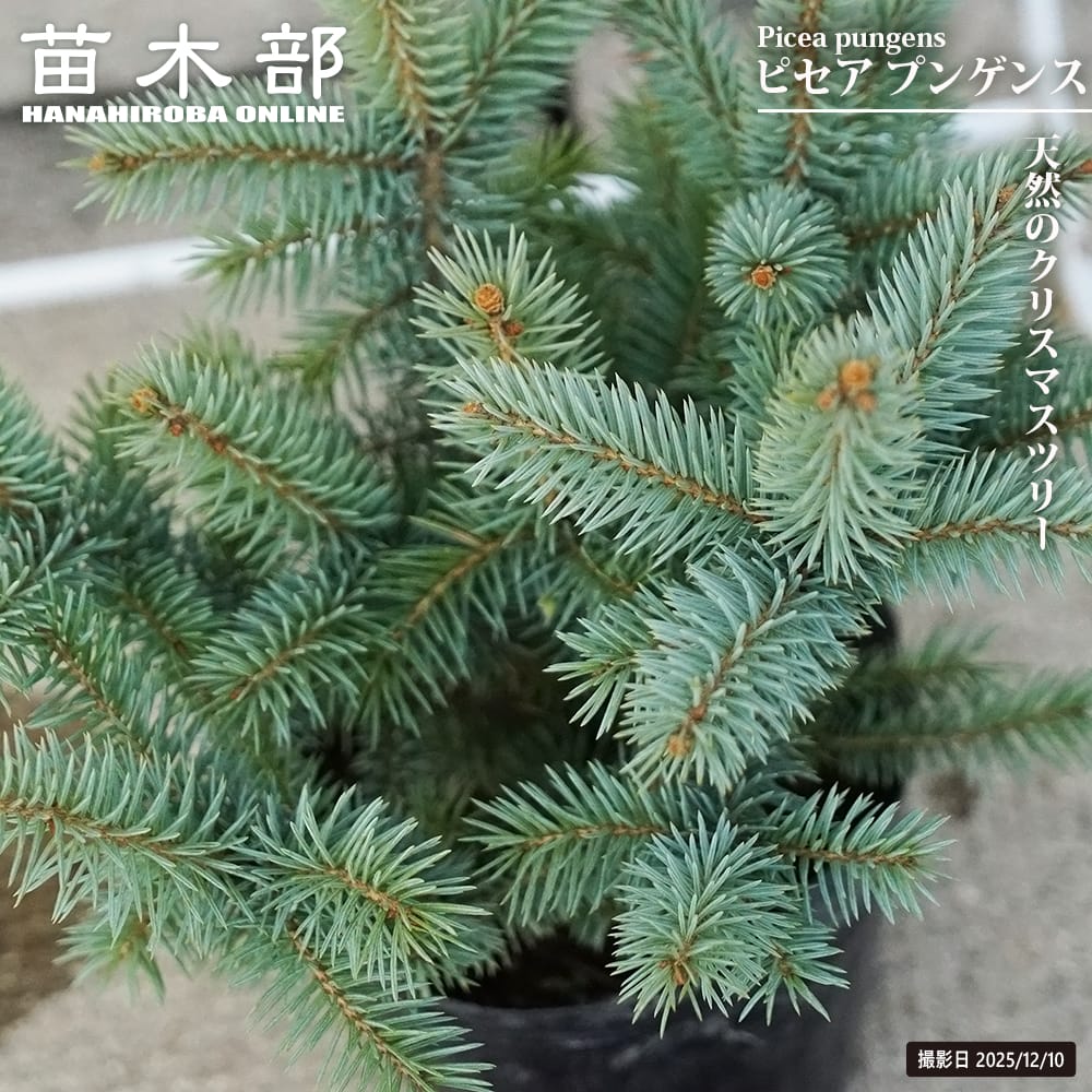 トウヒ ピセアプンゲンス 