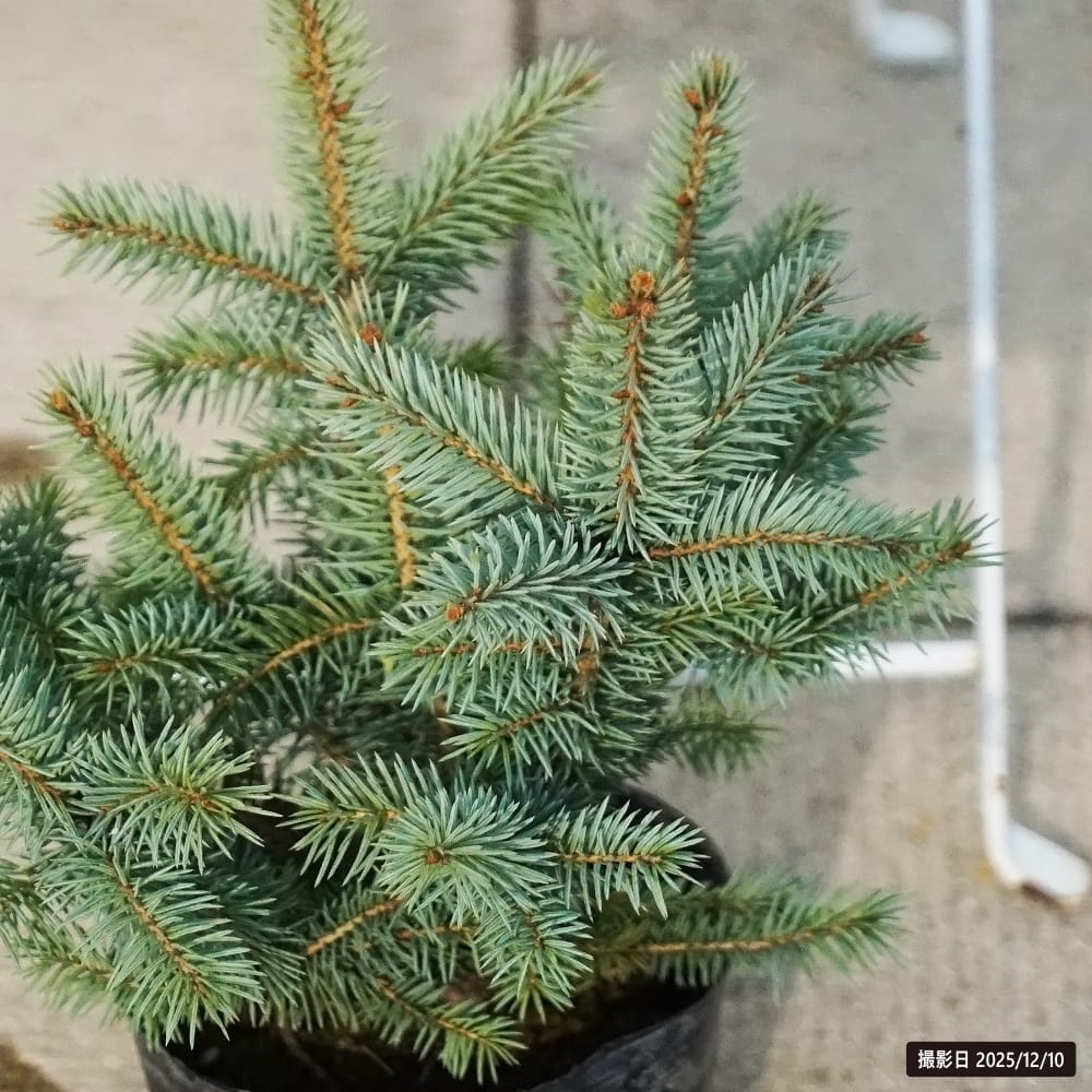 トウヒ ピセアプンゲンス 苗 販売 苗木部 By 花ひろばオンライン