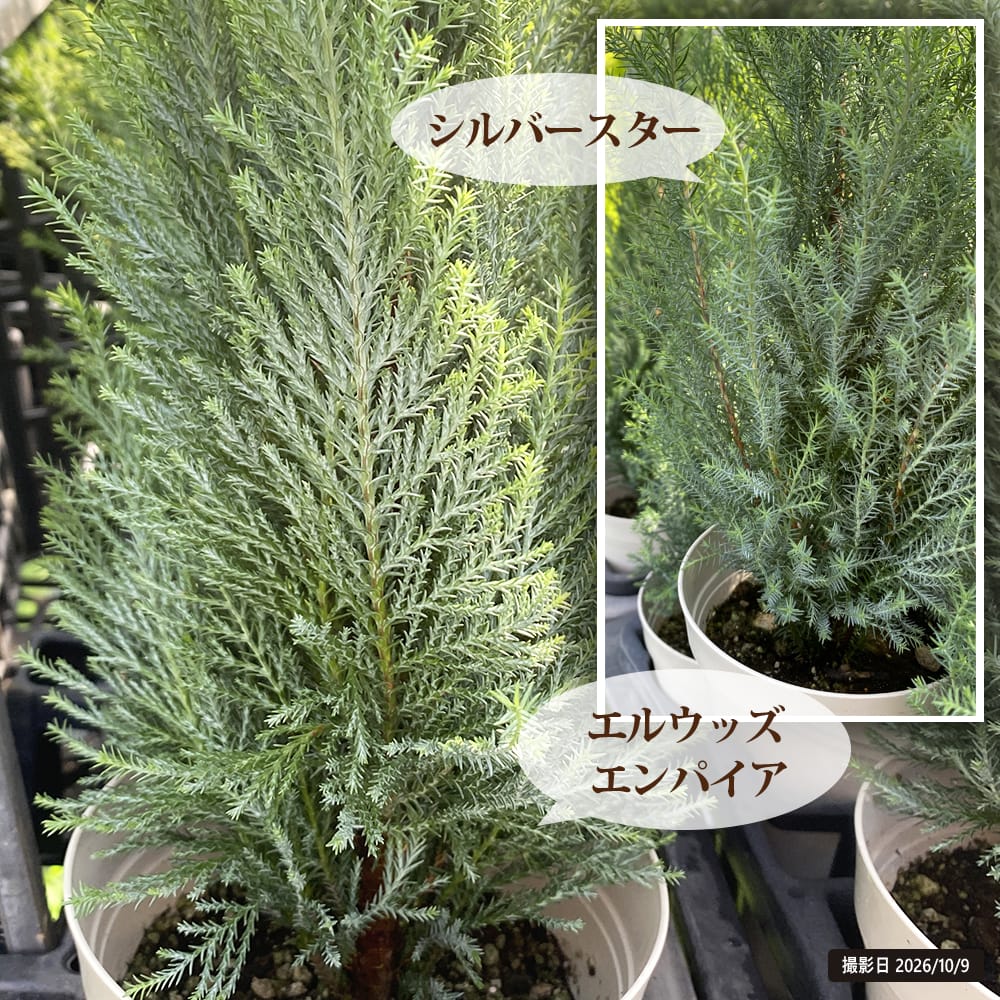 コニファー エルウッズ エンパイア 3