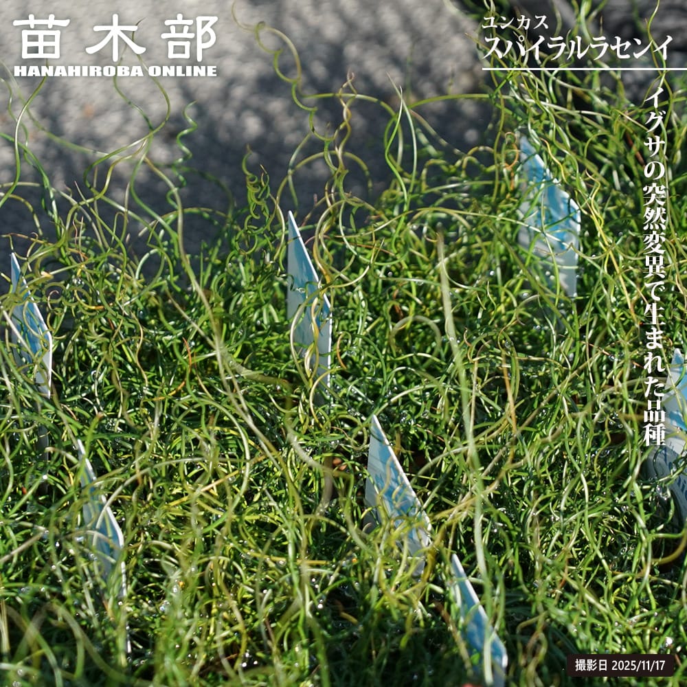 ユンカス ラセンイ 