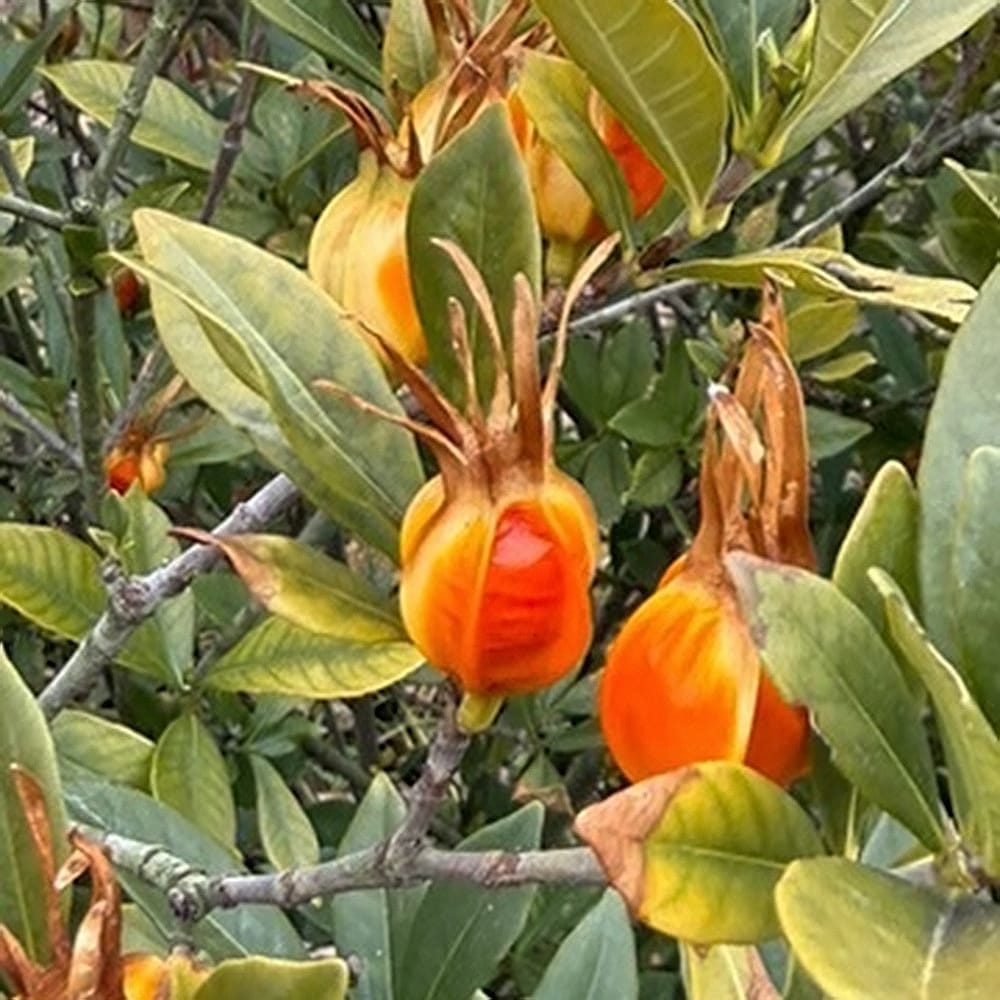 クチナシ 一重 6