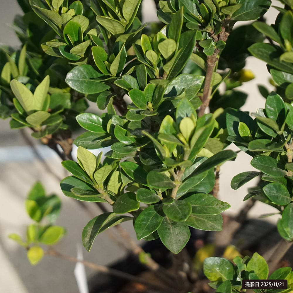 クチナシ ヌマタ 1