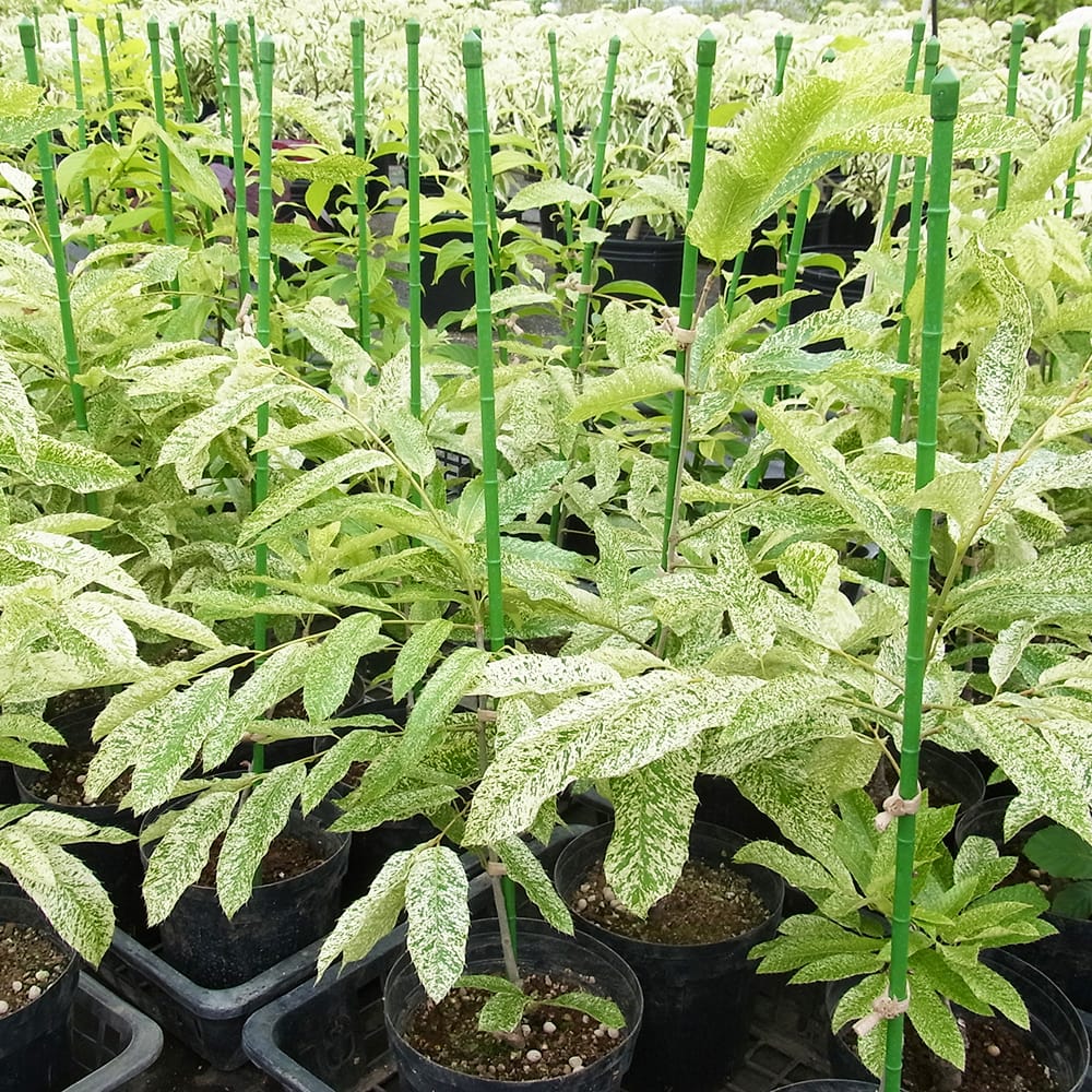 クヌギ 江隈錦 3