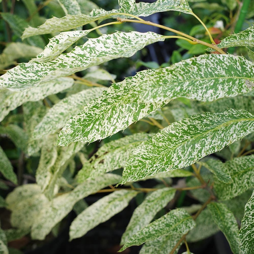 クヌギ 江隈錦 2