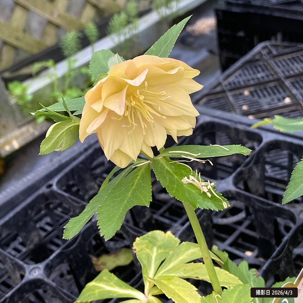 クリスマスローズ アプリコットジェラート 1