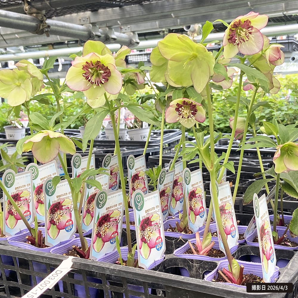 クリスマスローズ チェリーシフォン 3