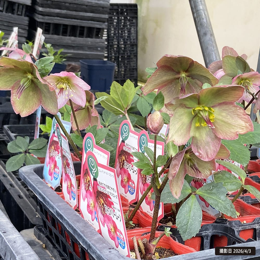 クリスマスローズ ストロベリームーン 2