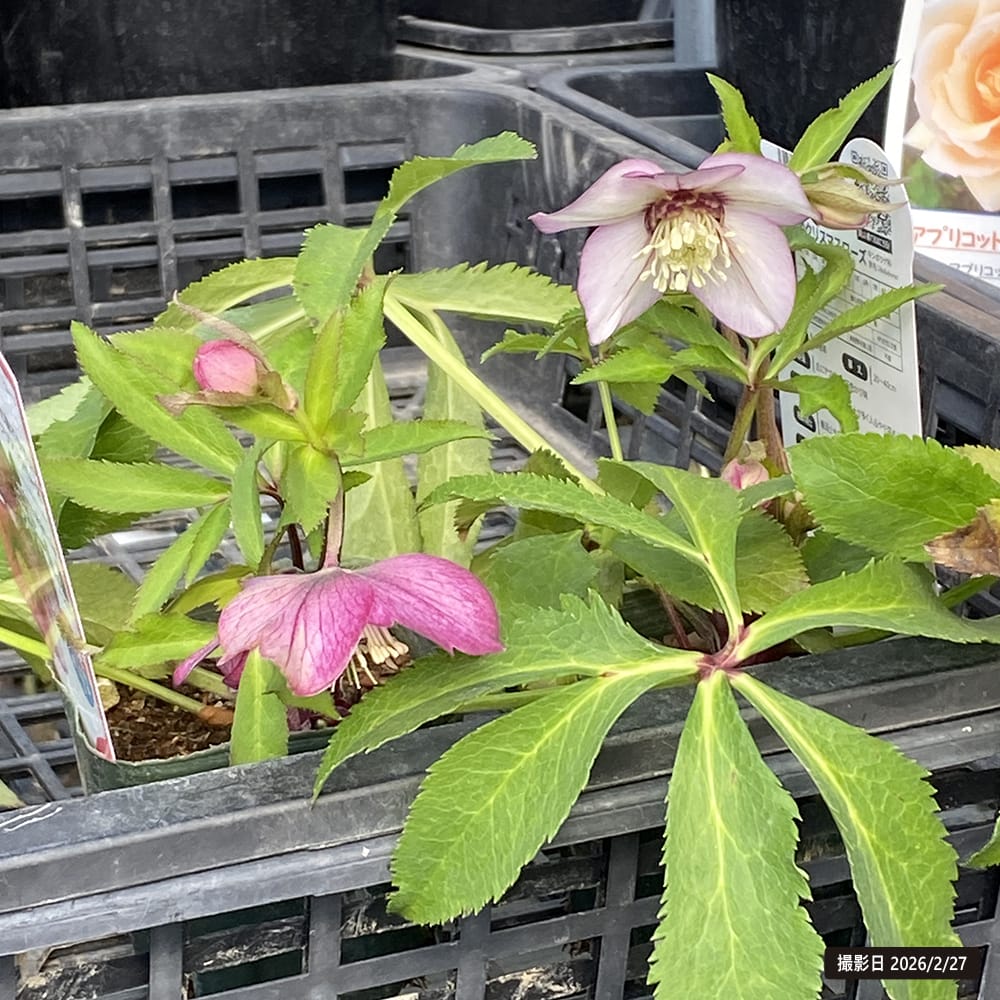 クリスマスローズ プチドールシリーズ プチドール 紬の通販 苗木部