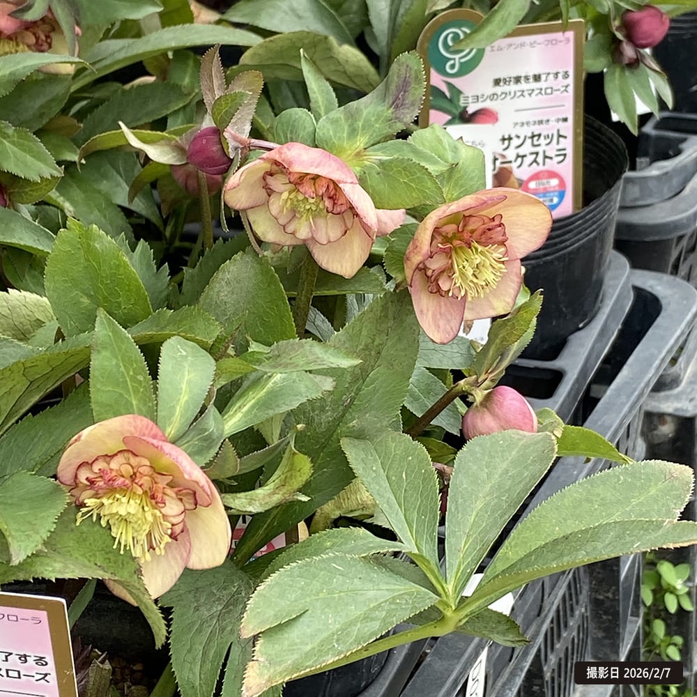 クリスマスローズ サンセット オーケストラ 苗 販売 苗木部 By 花
