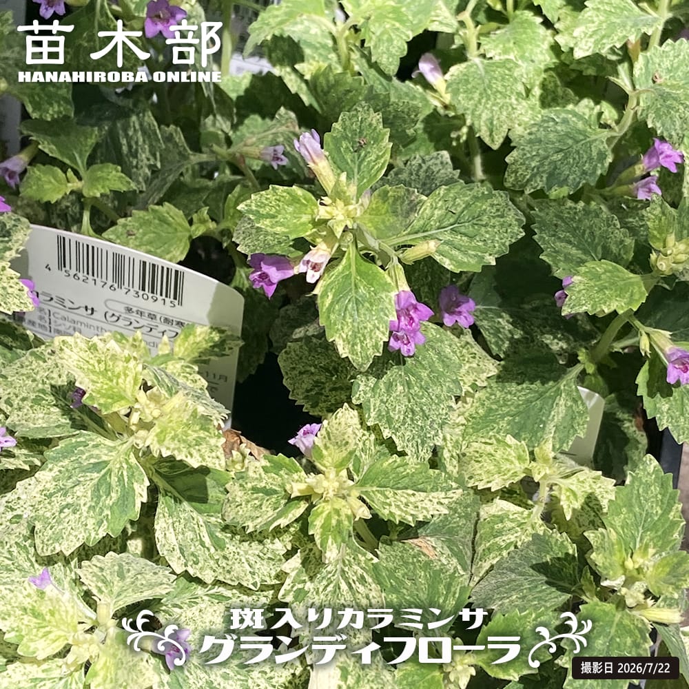 カラミンサ グランディフローラ 