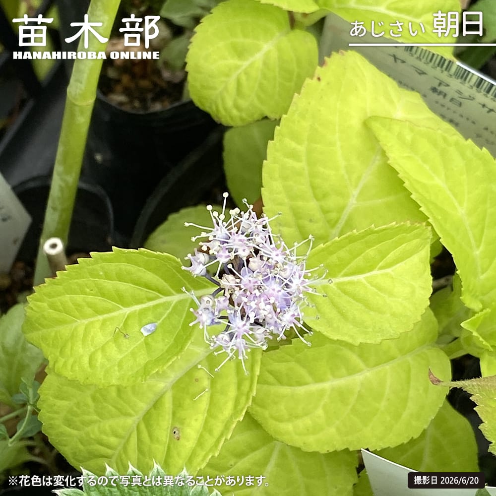 アジサイ 朝日 