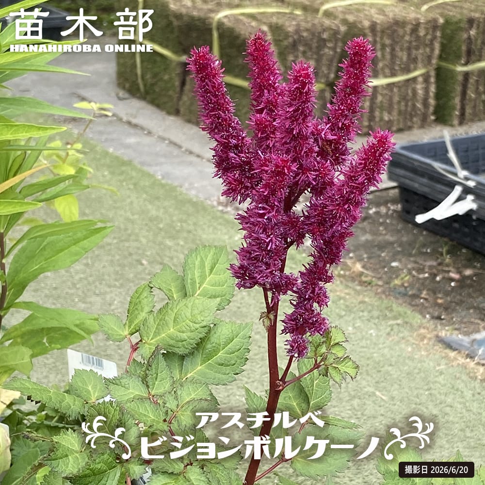 アスチルベ ビジョンボルケーノ 