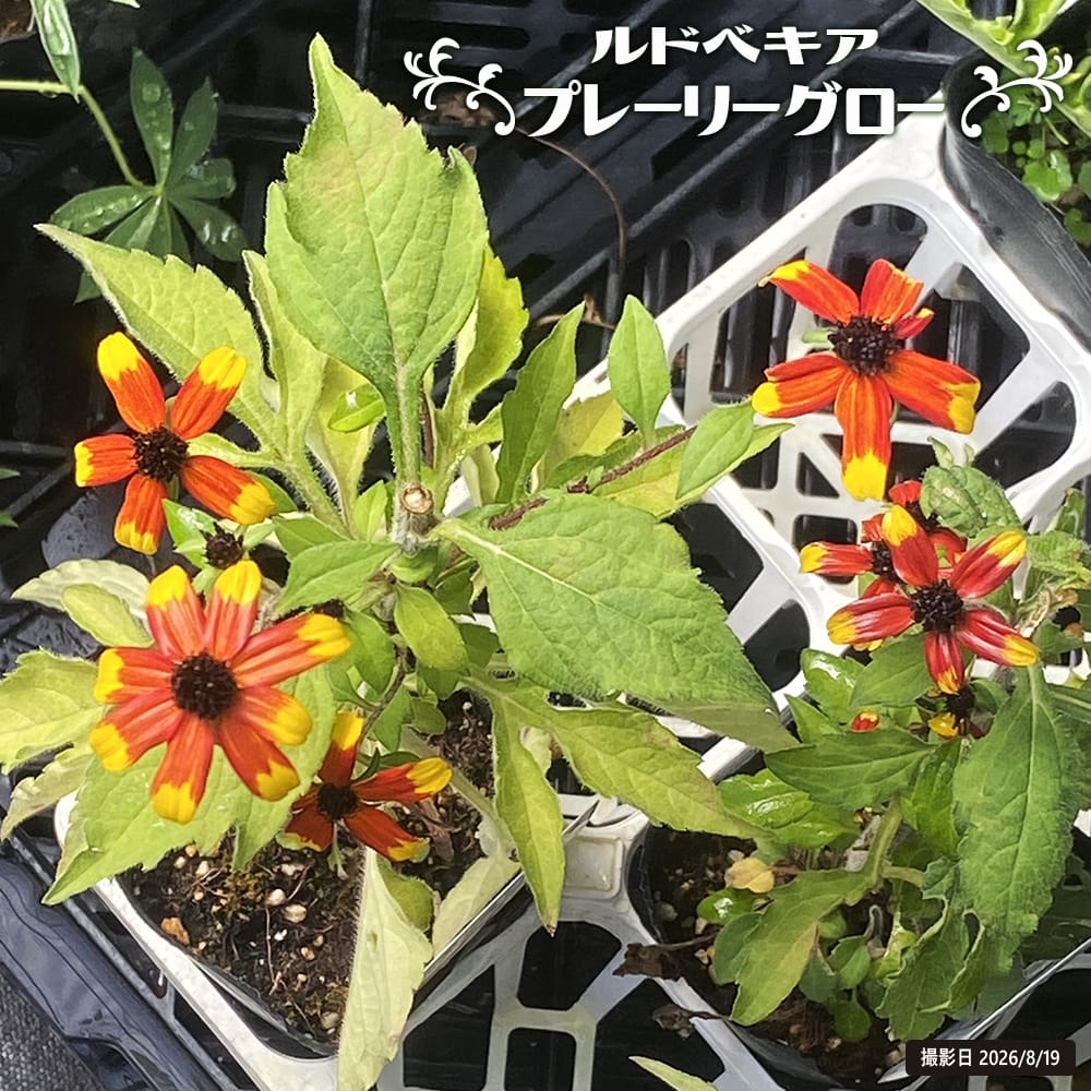 ルドベキア プレーリーグロー 
