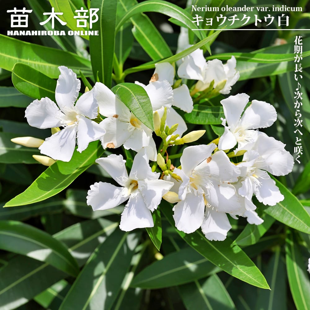 キョウチクトウ 白 