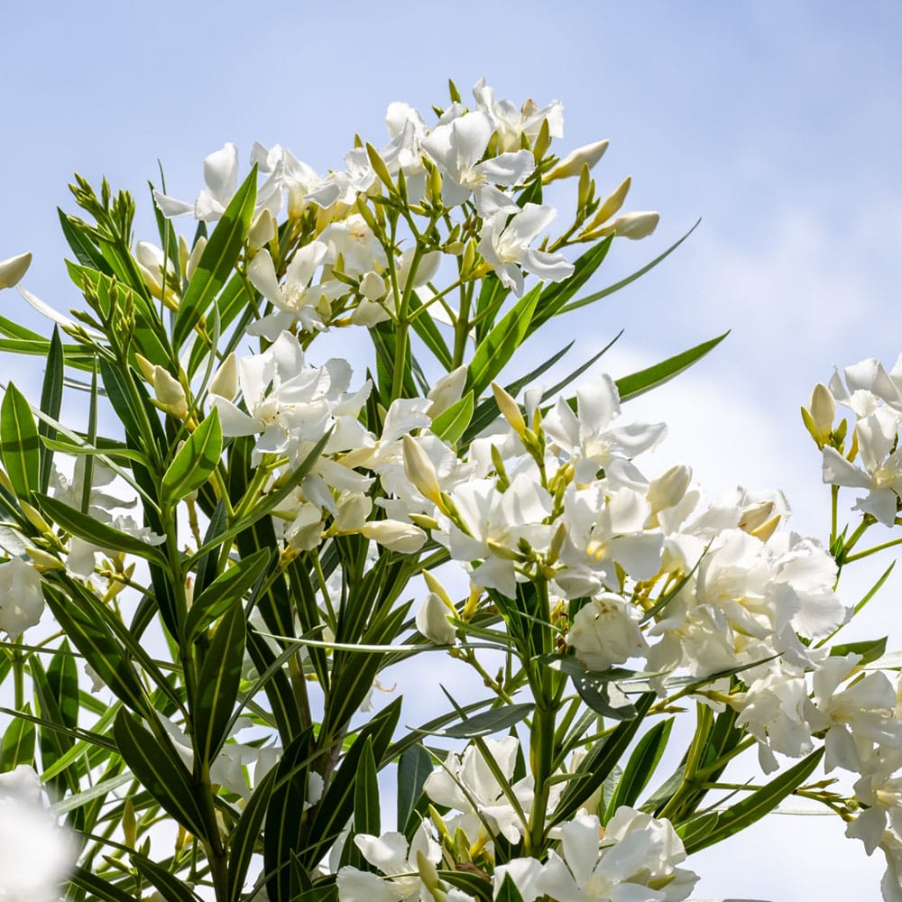 キョウチクトウ 白 1