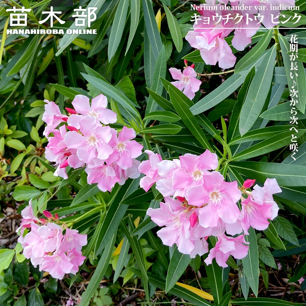キョウチクトウ ピンク 