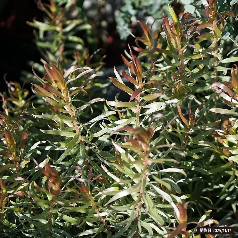 リューカデンドロン フロリダムジプシーシルバー 1