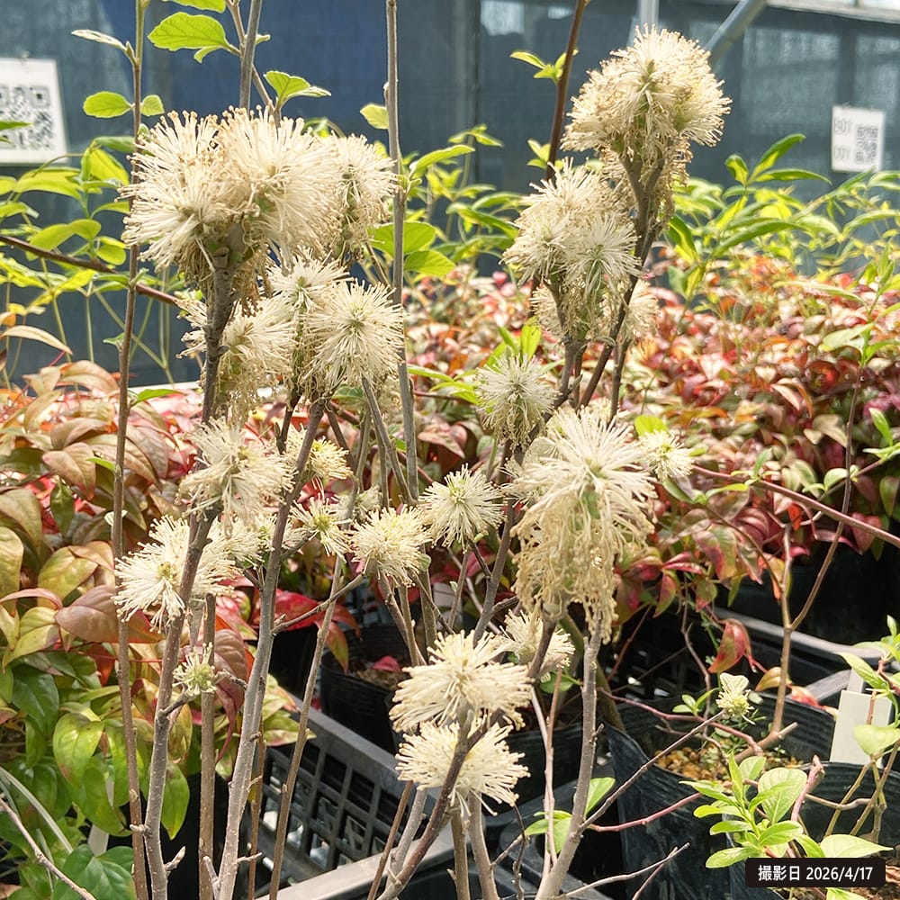 フォッサギラ ブルーシャドウ 2