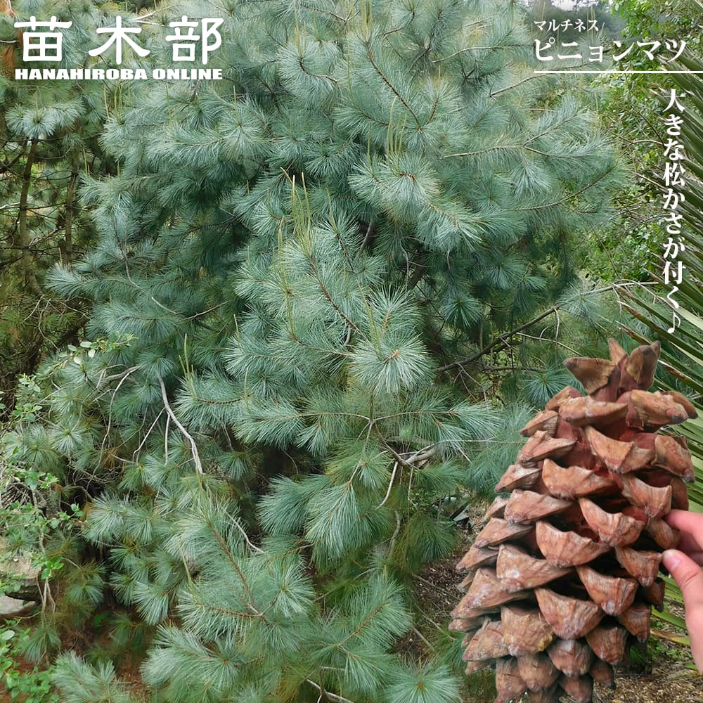 マルチネス ピニョンマツ 苗 販売 苗木部 By 花ひろばオンライン