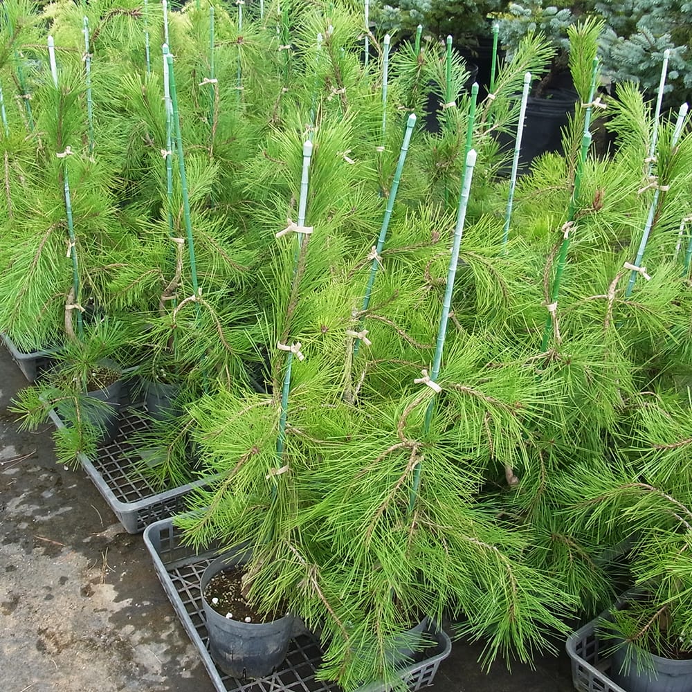 マツ シダレアカマツ 1