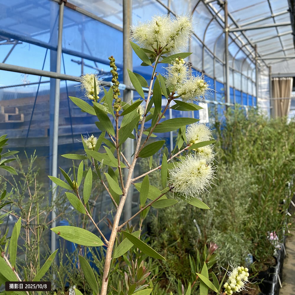 メラレウカ レウカデンドロン カユプテ 2