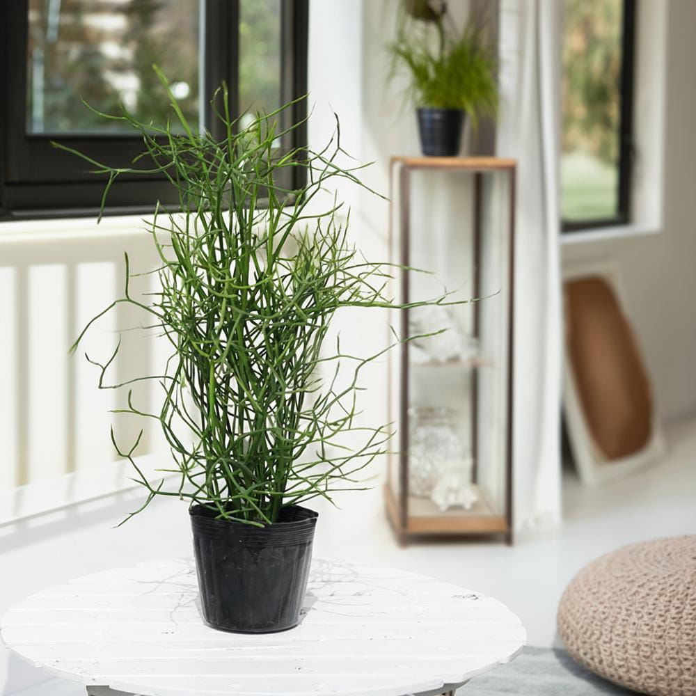 ミルクブッシュ  3