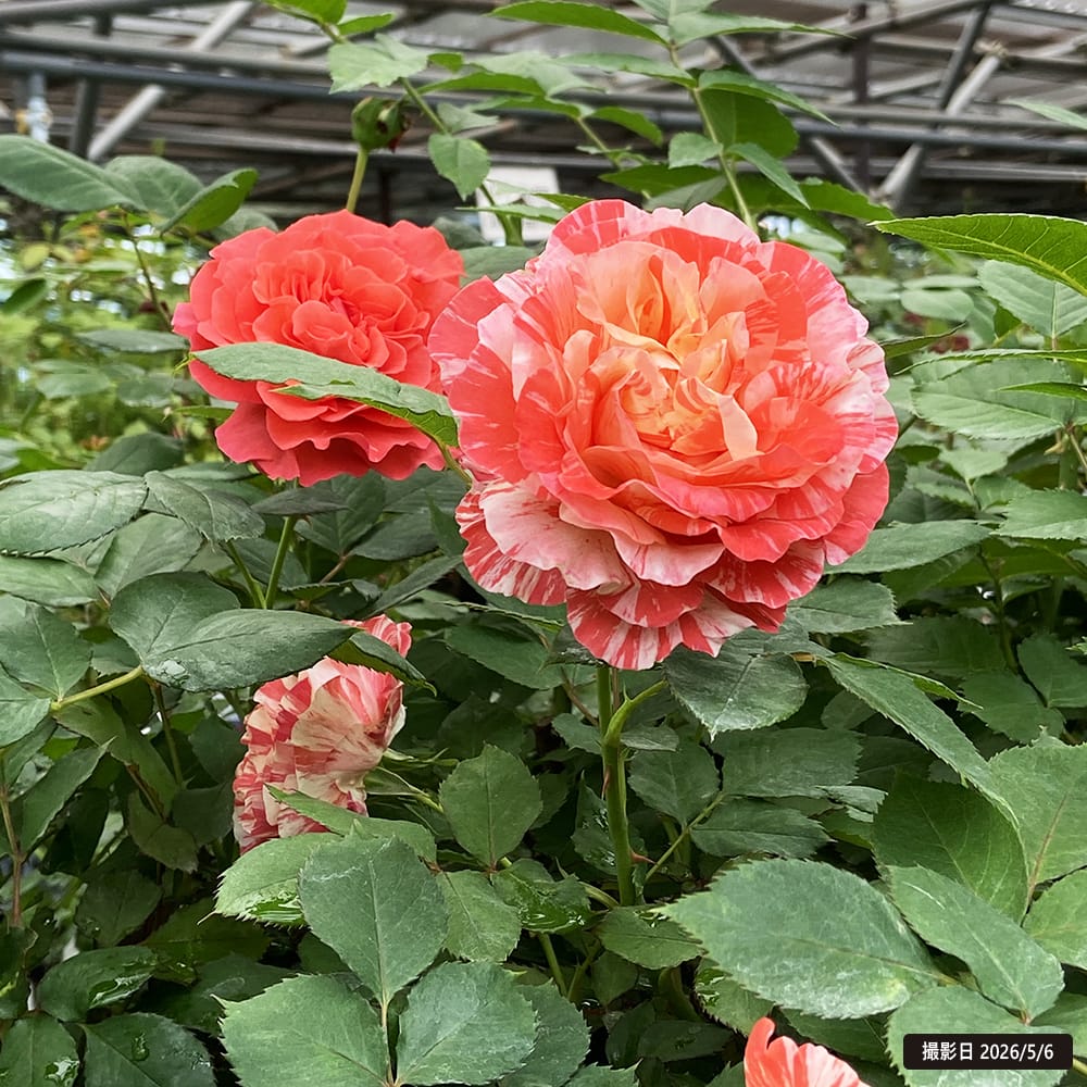 切花薔薇接木苗 薔薇 バラ苗 つるバラ 接木苗 Hanxian - メルカリ