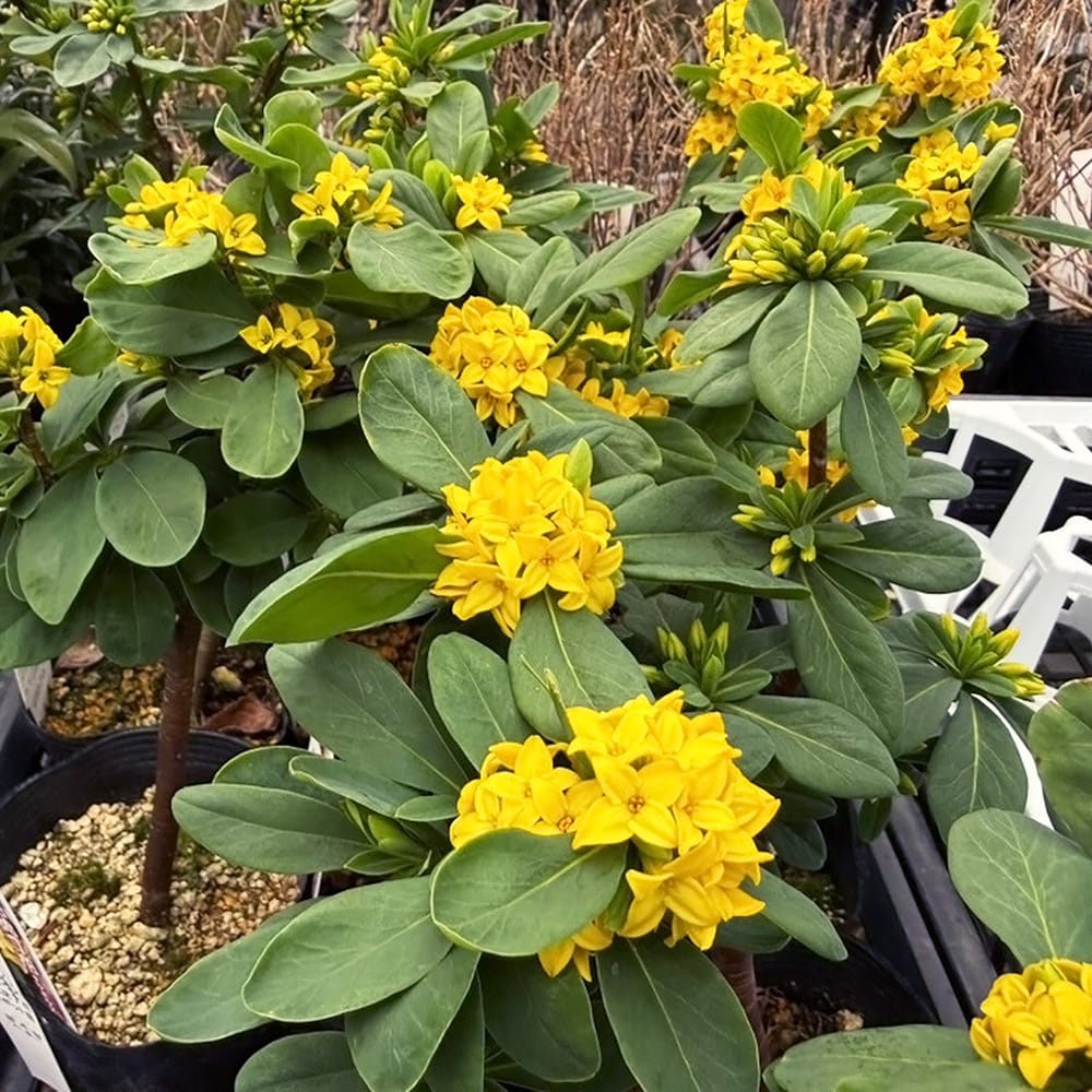 ナツボウズ ナツボウズ 2