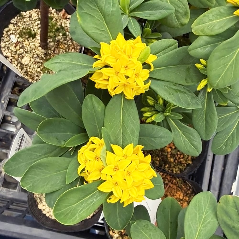 ナツボウズ ナツボウズ 3