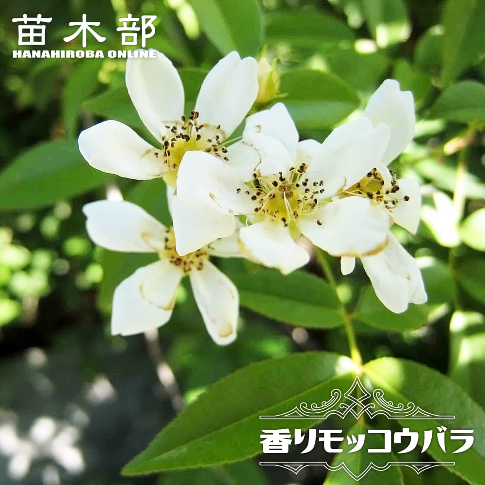 モッコウバラ 黄八重 