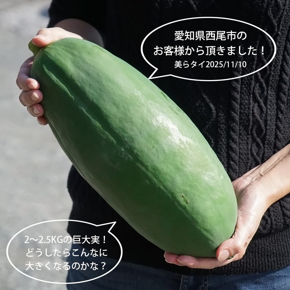 パパイヤ 美らタイ 8