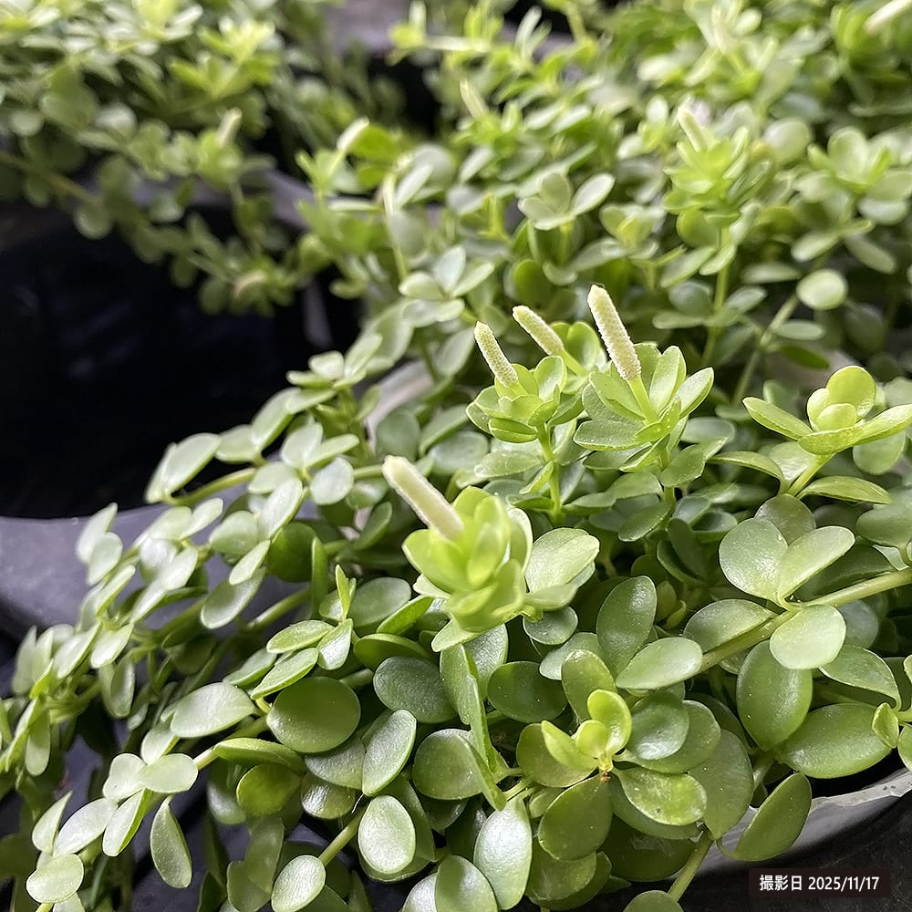 ペペロミア デミーナ 3