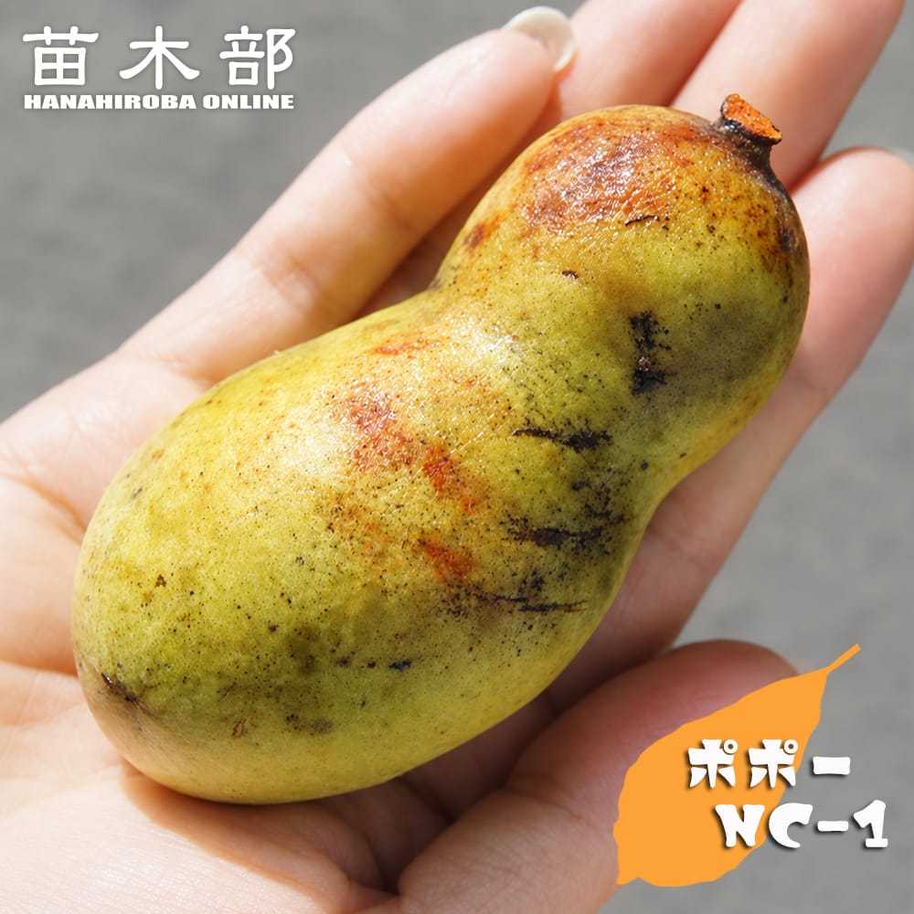 ポポー NC-1 