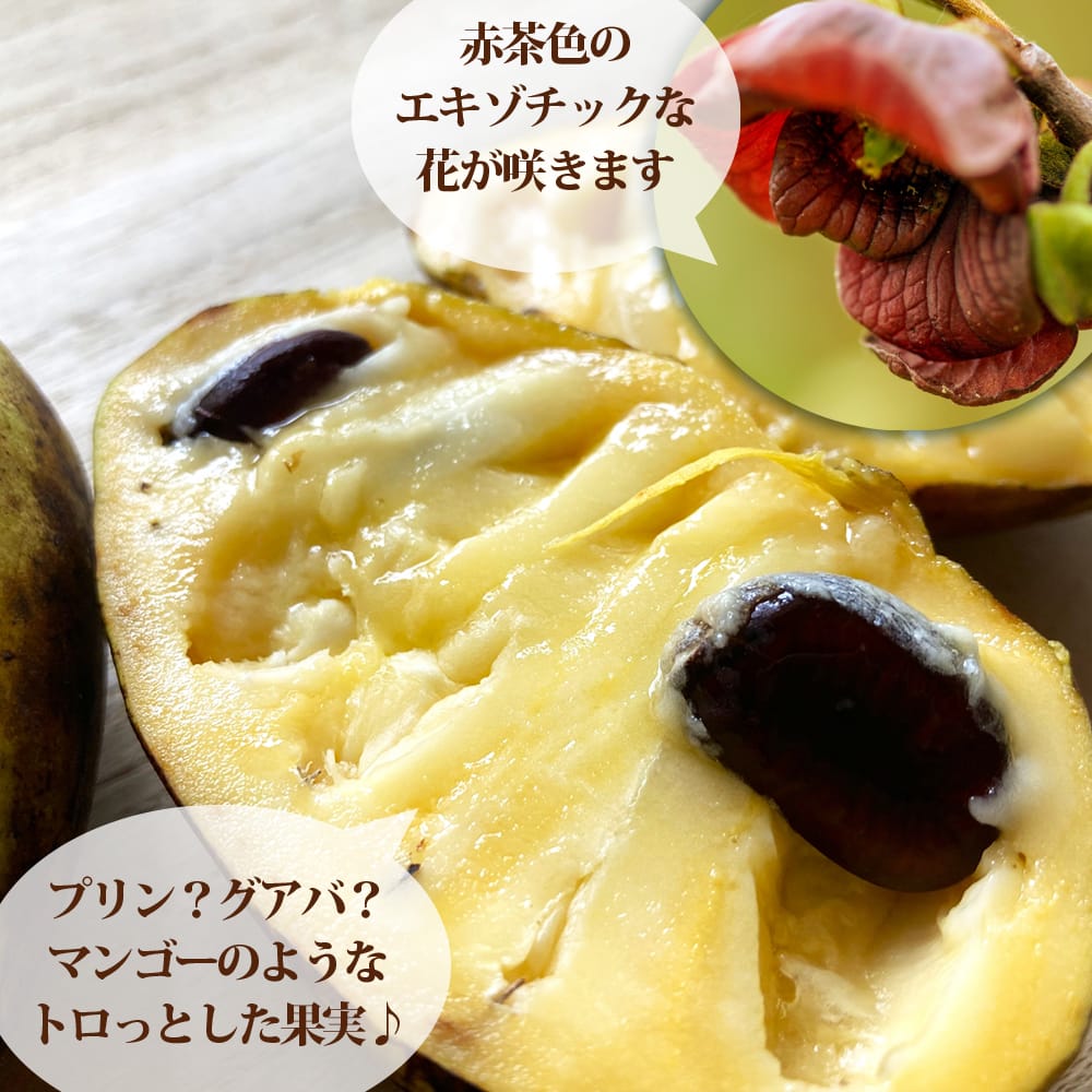 ポポー ペンシルバニアゴールデン 1