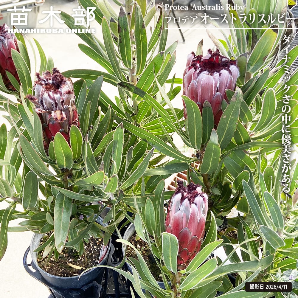 こ*ー様 プロテア オーストラリスルビー 5号鉢 花芽2 プロテア オーストラリスルビー 苗 販売 苗木部 By 花ひろばオンライン