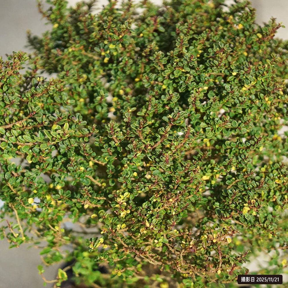 プリペット グリーングローバル 1