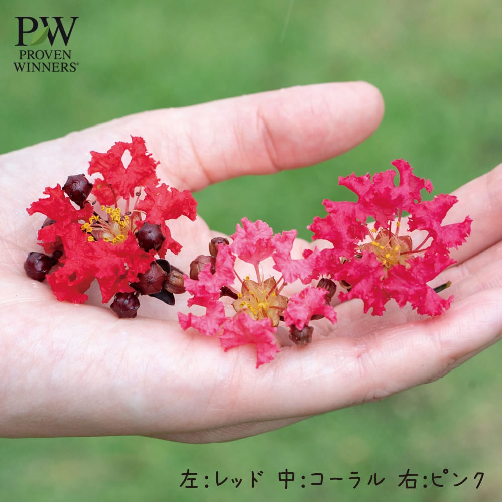 サルスベリ コーラル 3