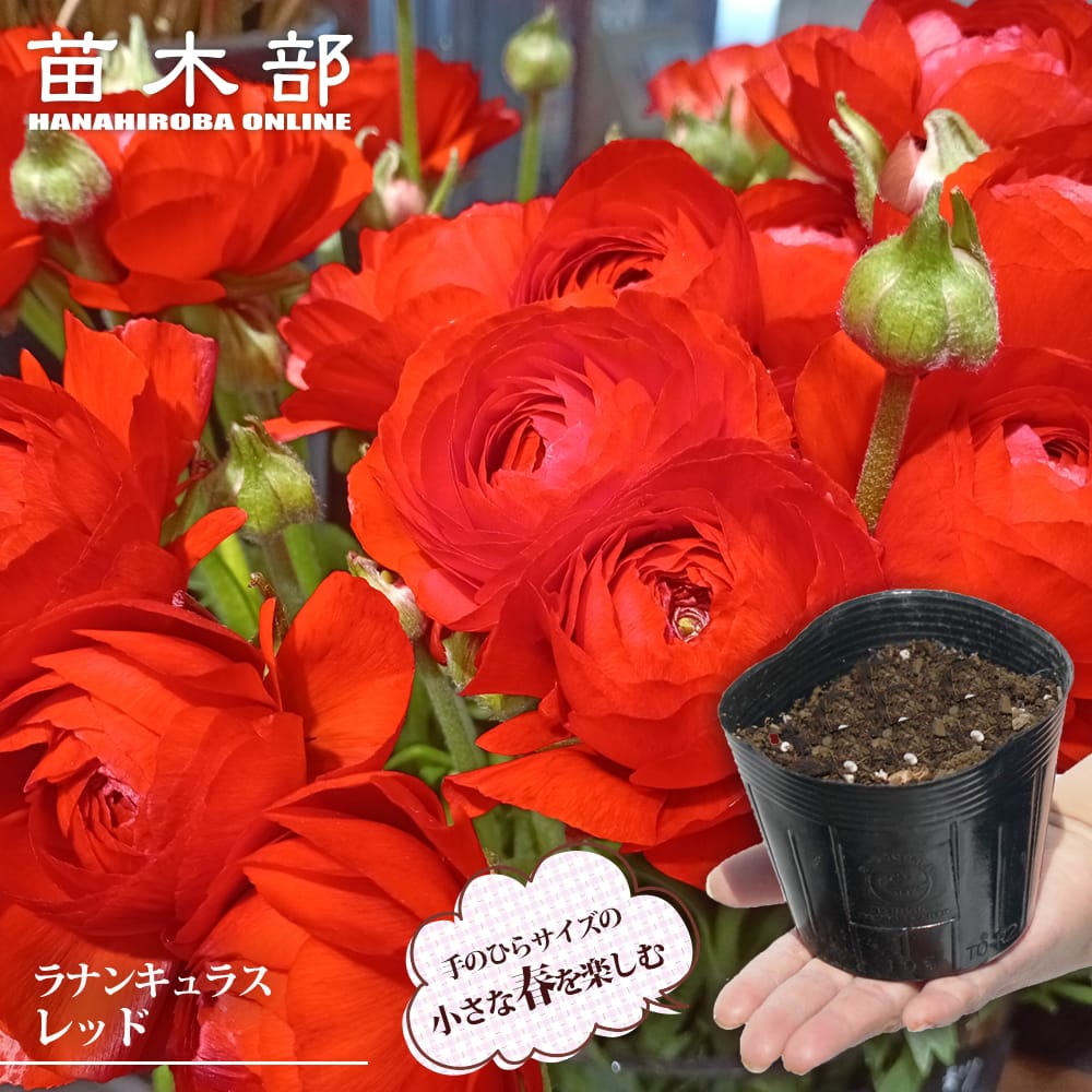 ラナンキュラス ホワイト 