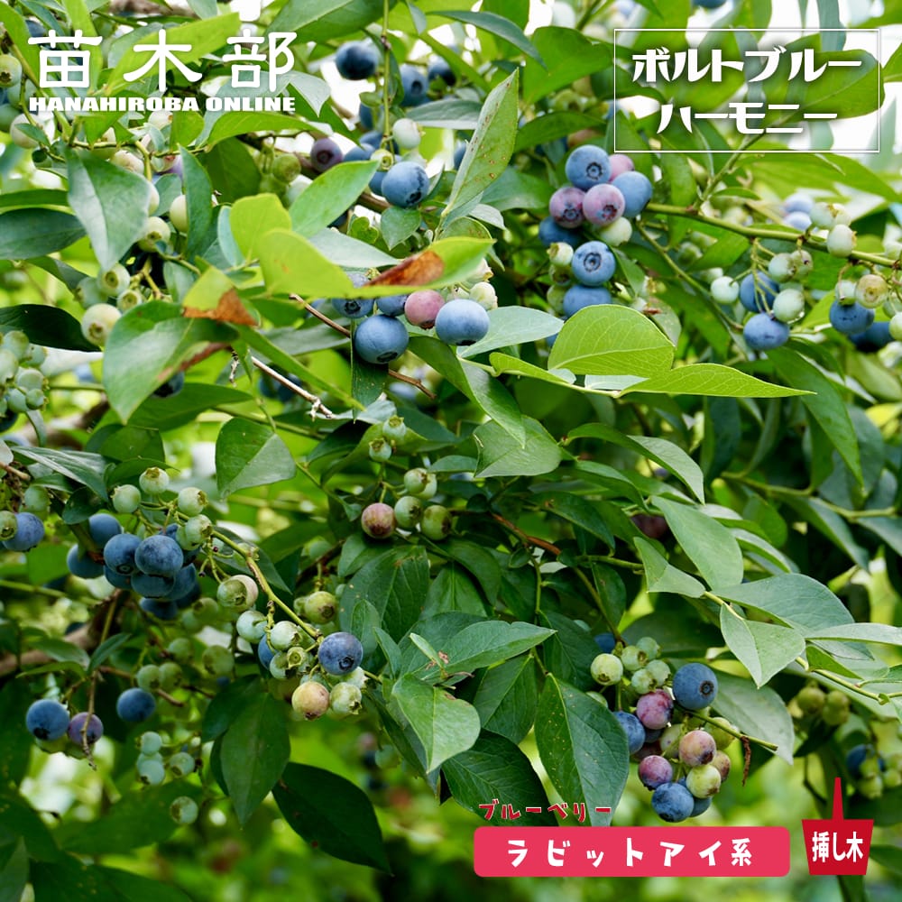 ブルーベリー ボルトブルーハーモニー 