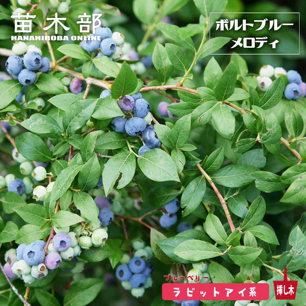 ブルーベリー ラビットアイ系 ボルトブルーメロディ 苗 販売 苗木部