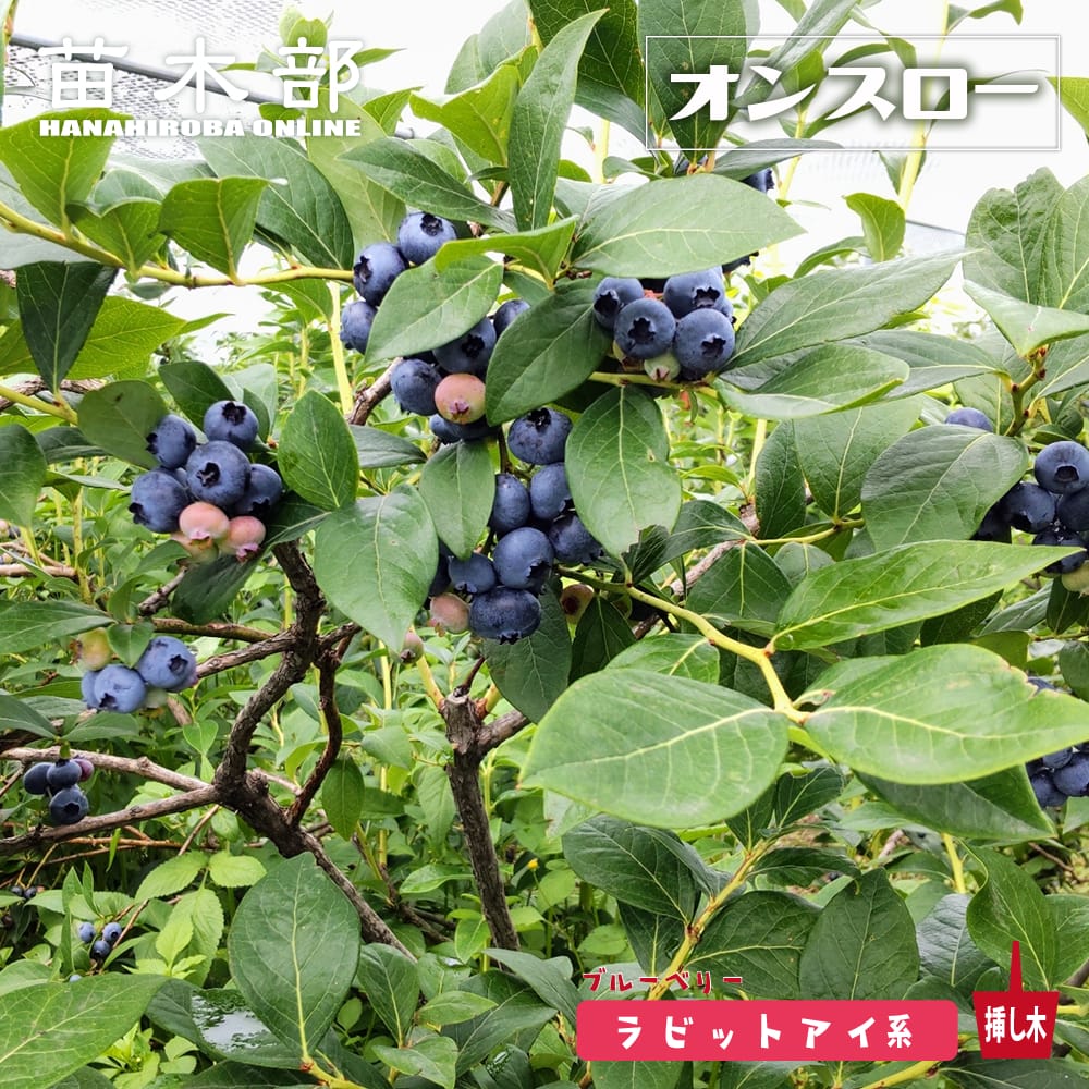 ブルーベリー オンスロー 